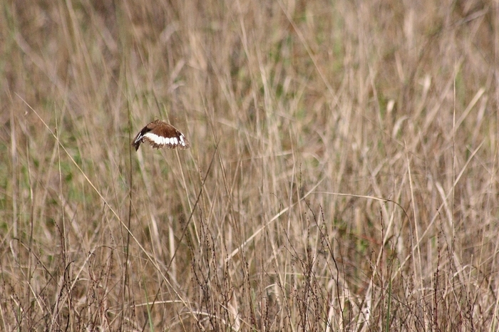 La bellezza � nei colori ma la grazia � nel volo
